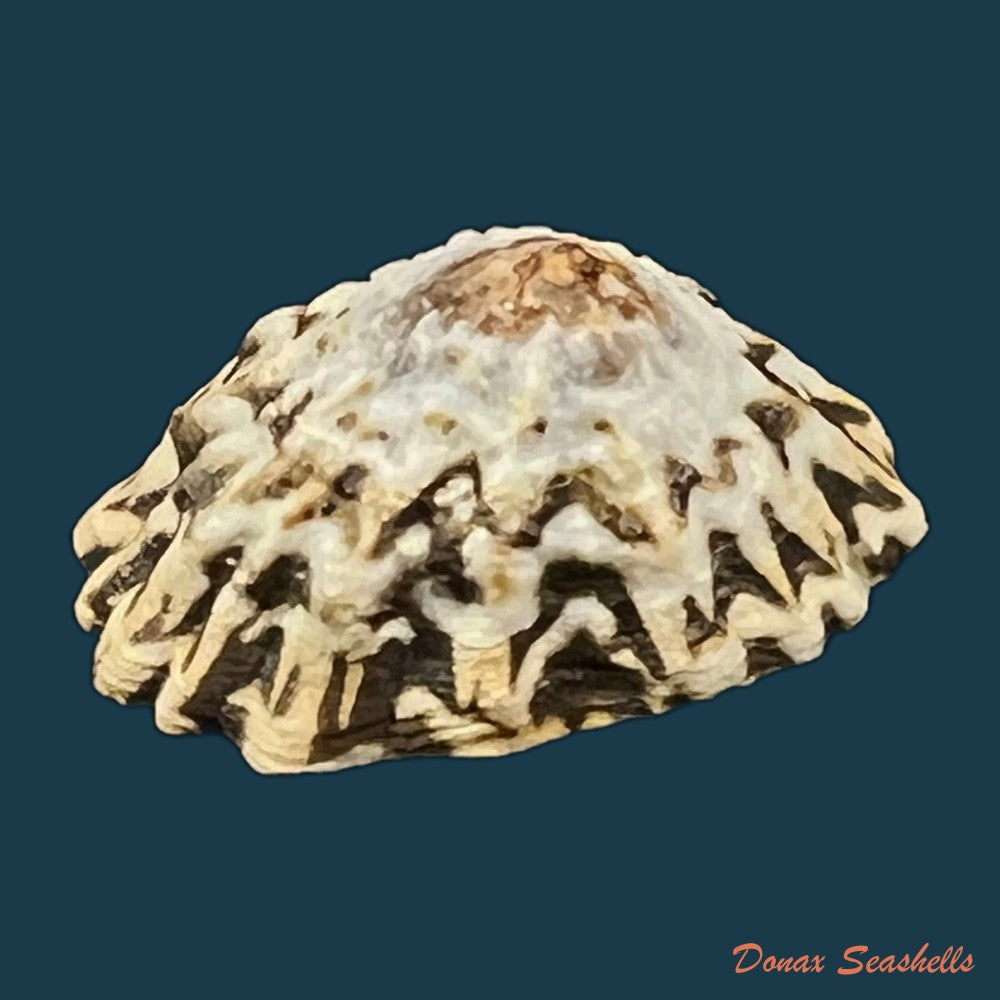 scurria-zebrina-r-p-lesson-1831-27-3mm-copia