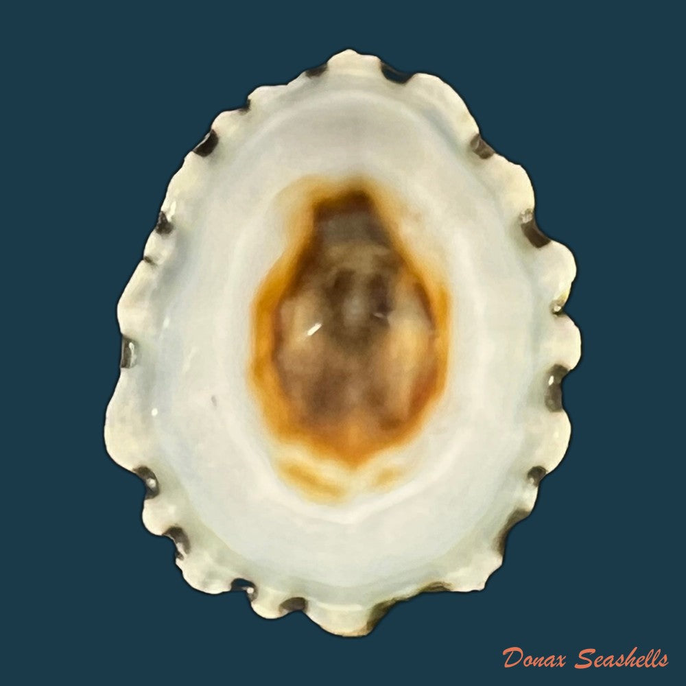 scurria-zebrina-r-p-lesson-1831-27-3mm-copia