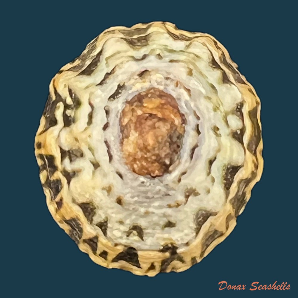 scurria-zebrina-r-p-lesson-1831-28-6mm-copia