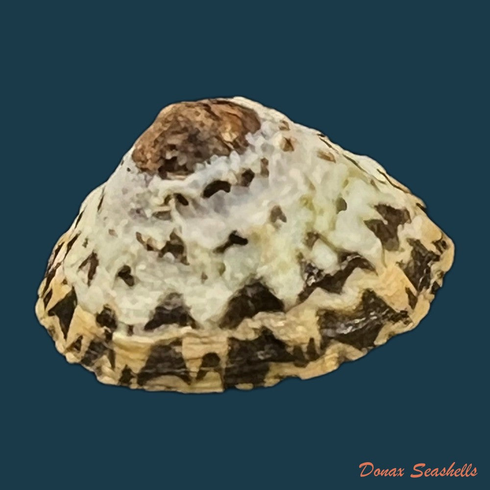scurria-zebrina-r-p-lesson-1831-28-6mm-copia