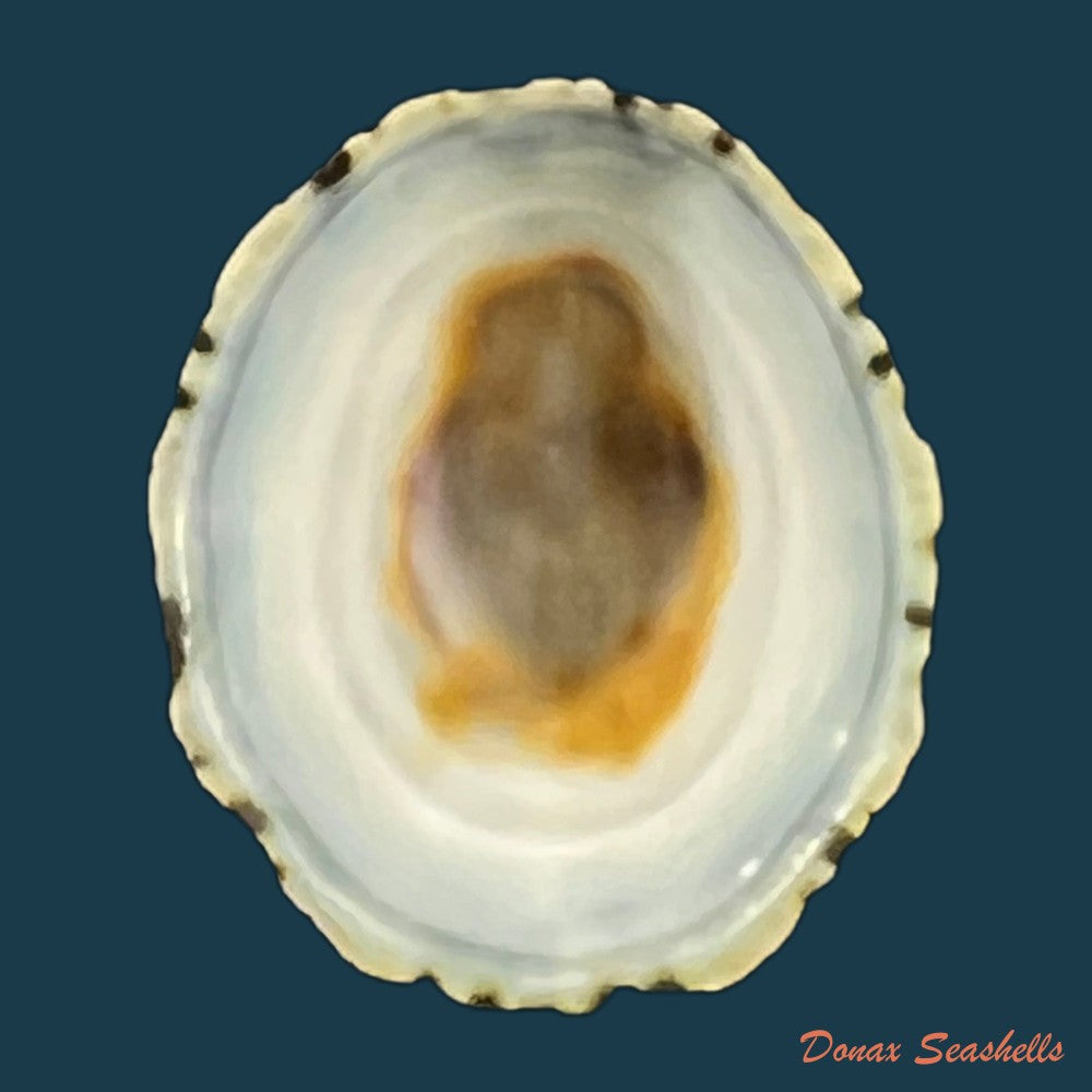 scurria-zebrina-r-p-lesson-1831-28-6mm-copia