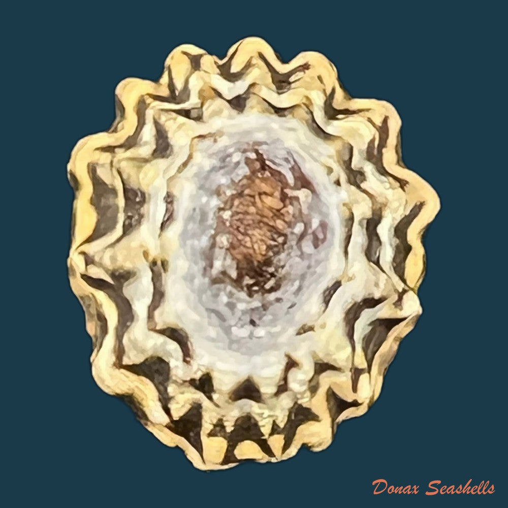 scurria-zebrina-r-p-lesson-1831-29-3mm-copia