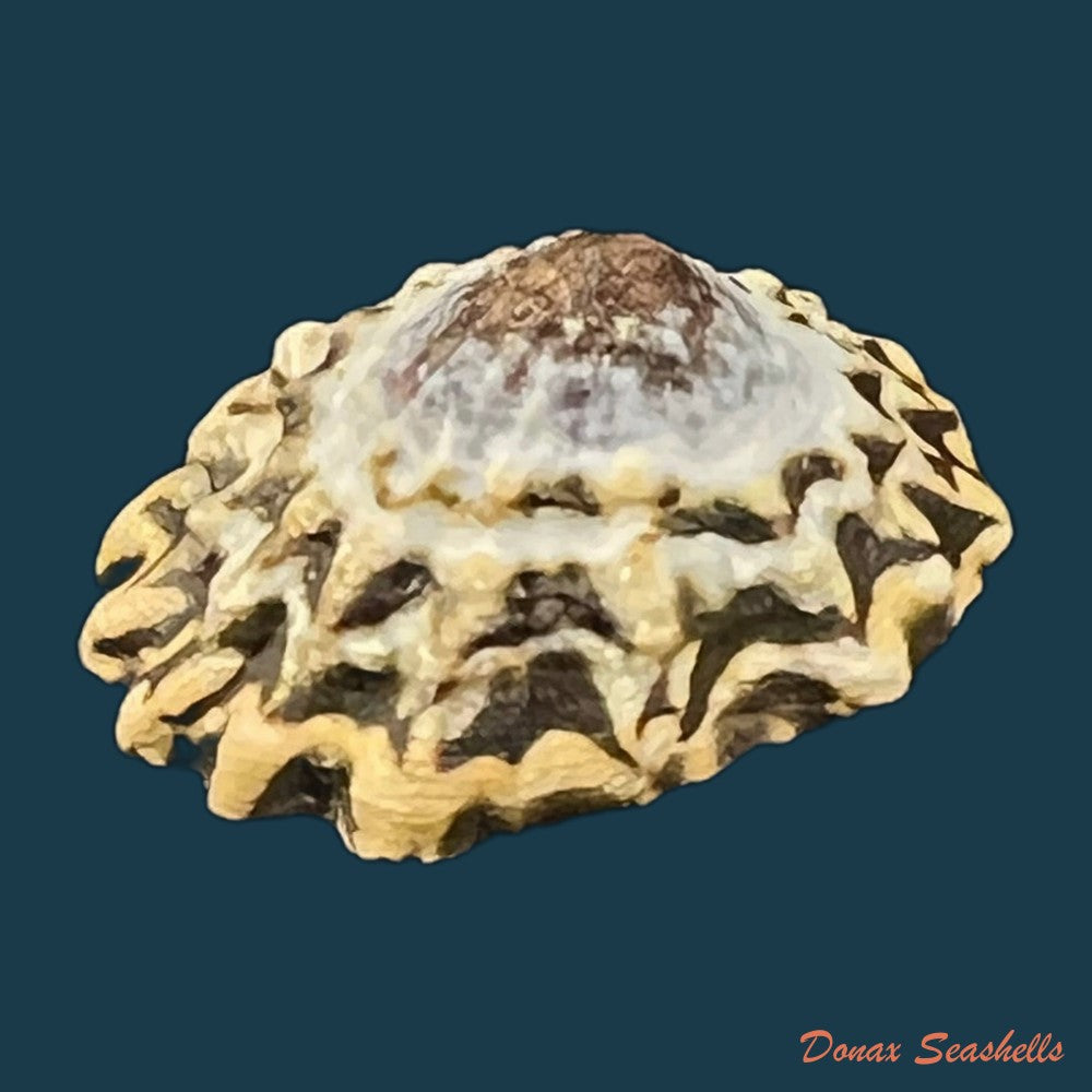 scurria-zebrina-r-p-lesson-1831-29-3mm-copia