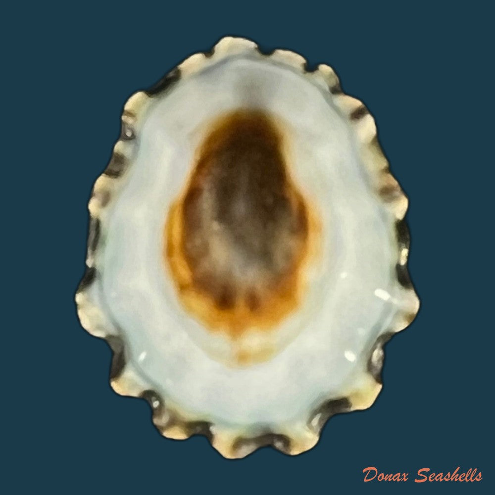 scurria-zebrina-r-p-lesson-1831-29-3mm-copia