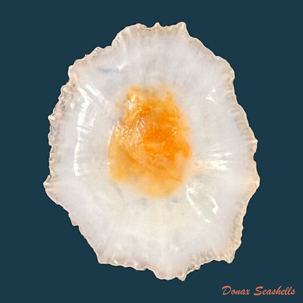 scutellastra-flexuosa-quoy-gaimard-1834-27-4mm-copia
