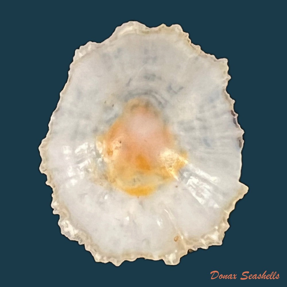 scutellastra-flexuosa-quoy-gaimard-1834-29-5mm-copia
