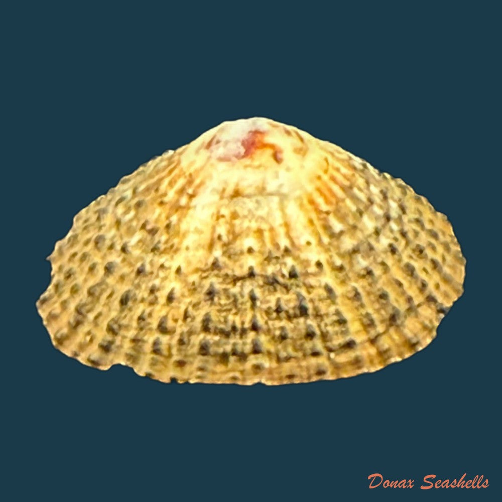 scutellastra-flexuosa-quoy-gaimard-1834-29-6mm-copia