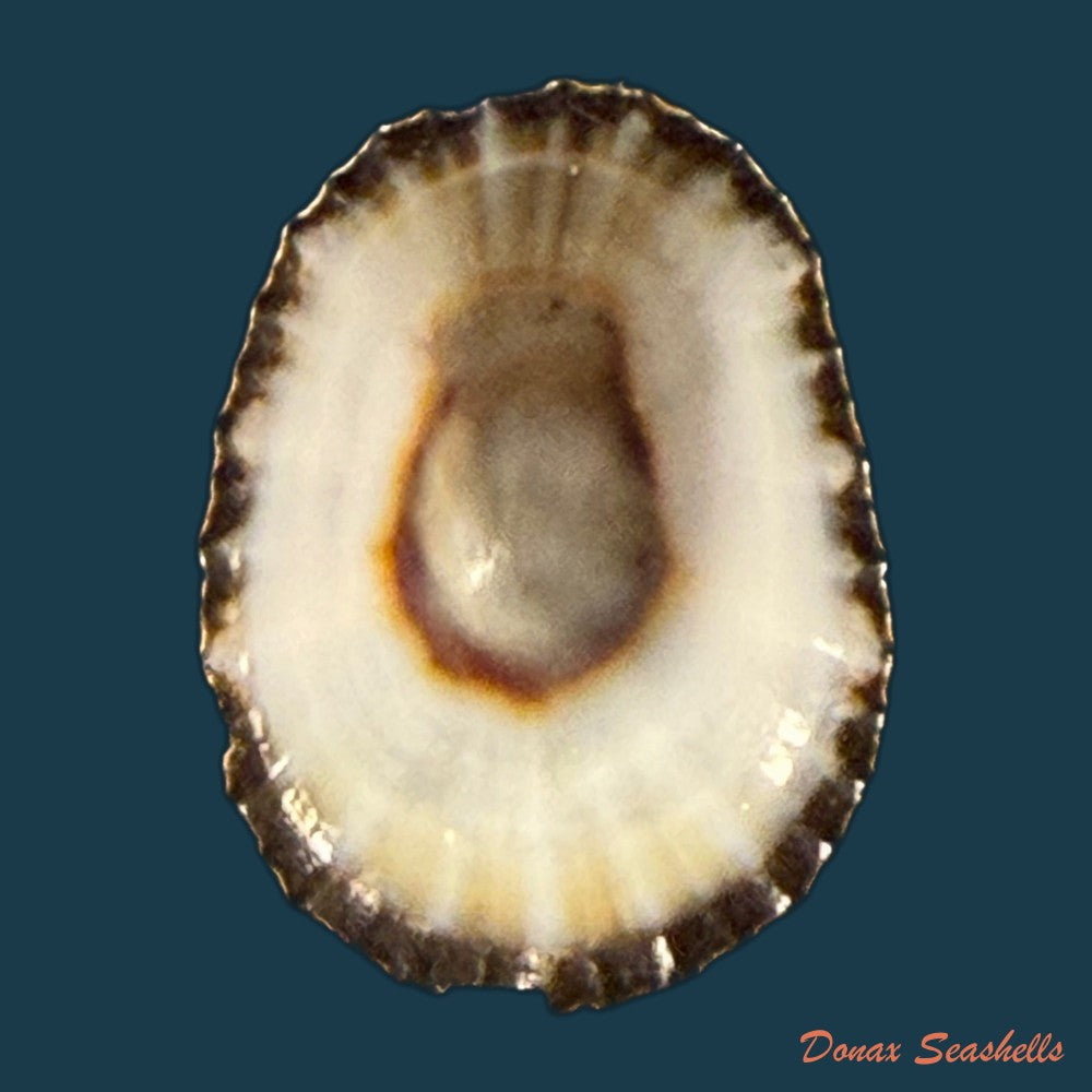 scutellastra-flexuosa-quoy-gaimard-1834-29-6mm-copia