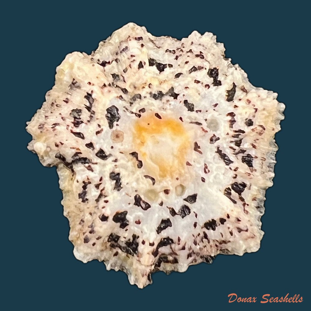 scutellastra-flexuosa-quoy-gaimard-1834-30-5mm-copia