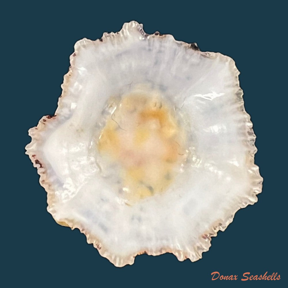 scutellastra-flexuosa-quoy-gaimard-1834-30-5mm-copia