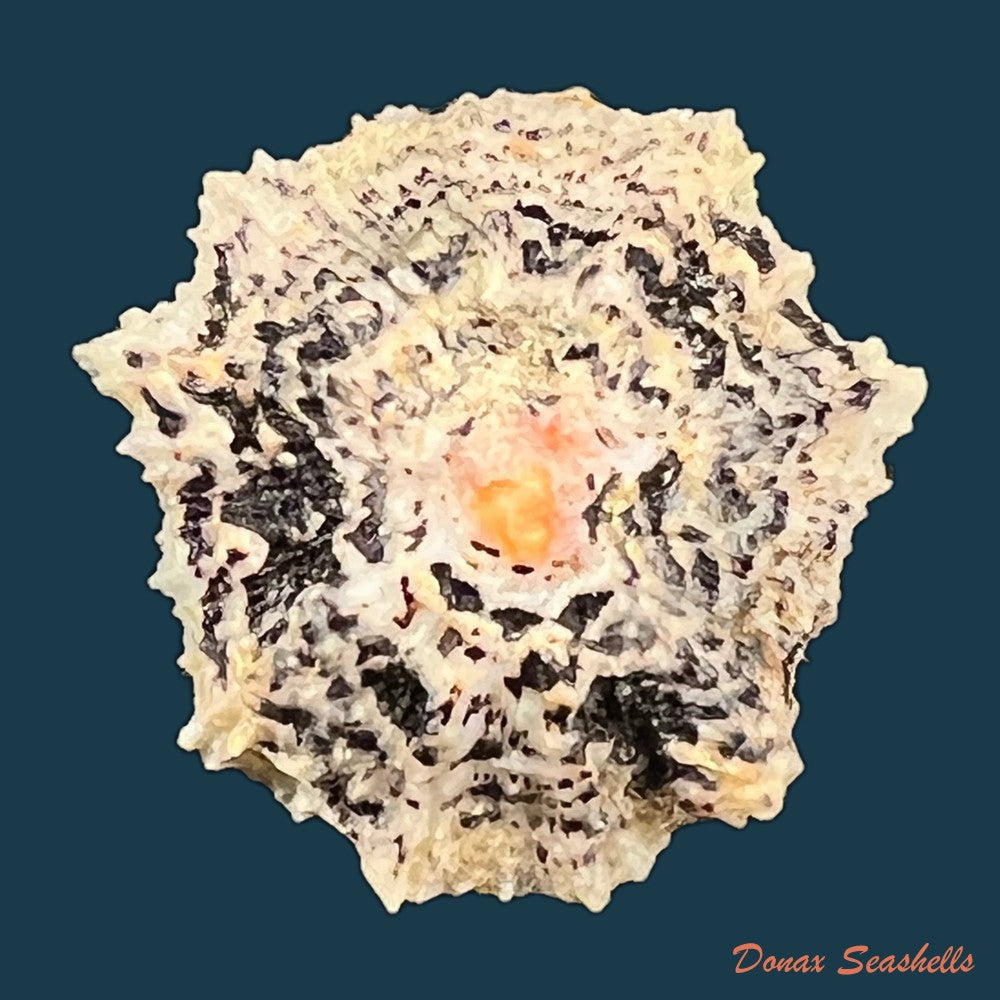 scutellastra-flexuosa-quoy-gaimard-1834-32-9mm-copia