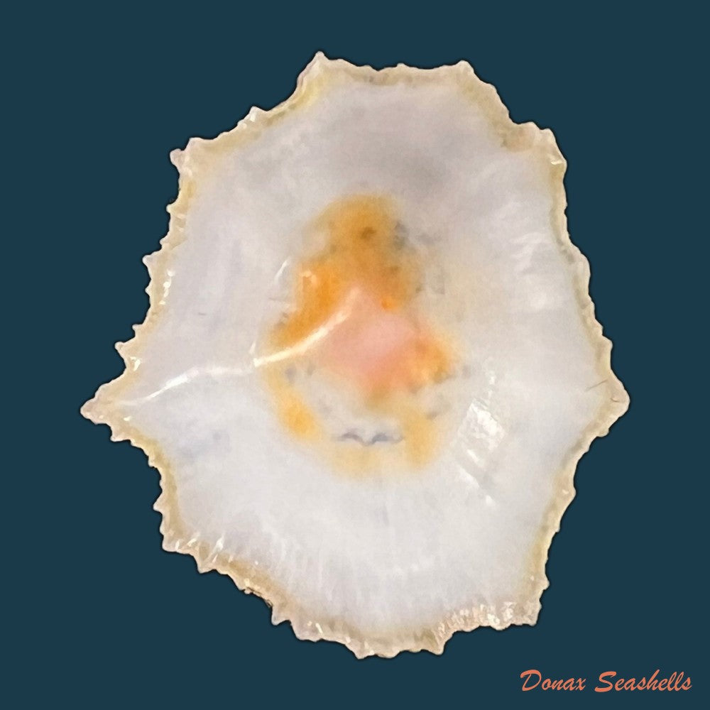 scutellastra-flexuosa-quoy-gaimard-1834-32-9mm-copia