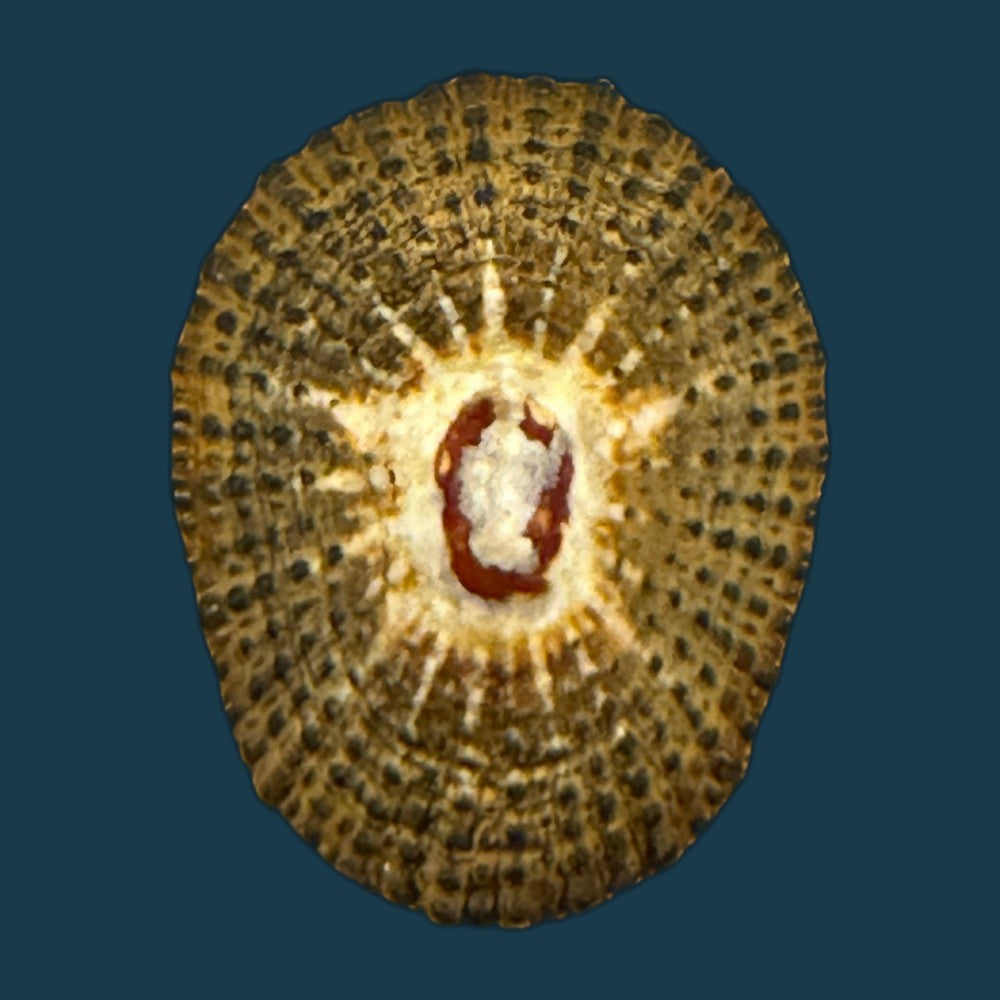 scutellastra-granularis-linnaeus-1758-20-9mm-copia