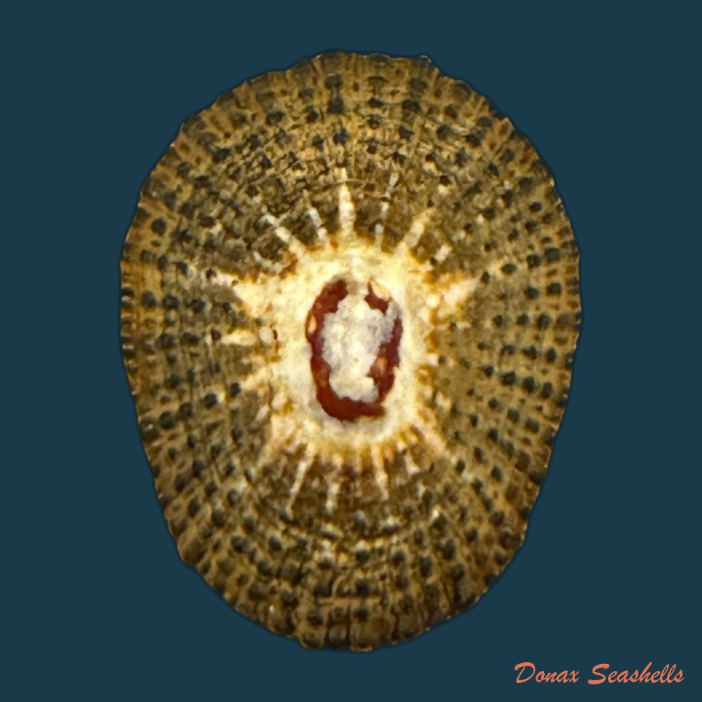 scutellastra-granularis-linnaeus-1758-20-9mm-copia