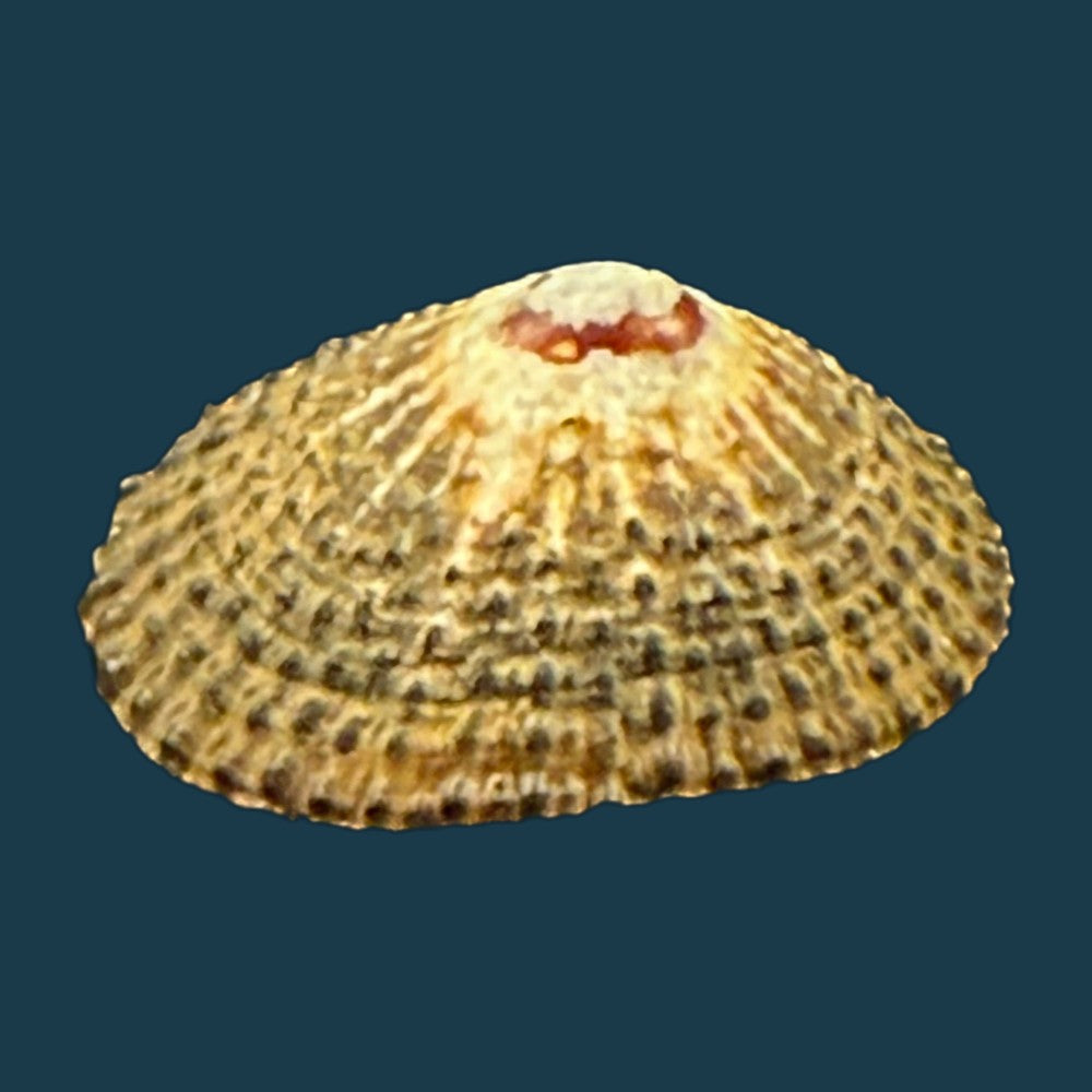 scutellastra-granularis-linnaeus-1758-20-9mm-copia