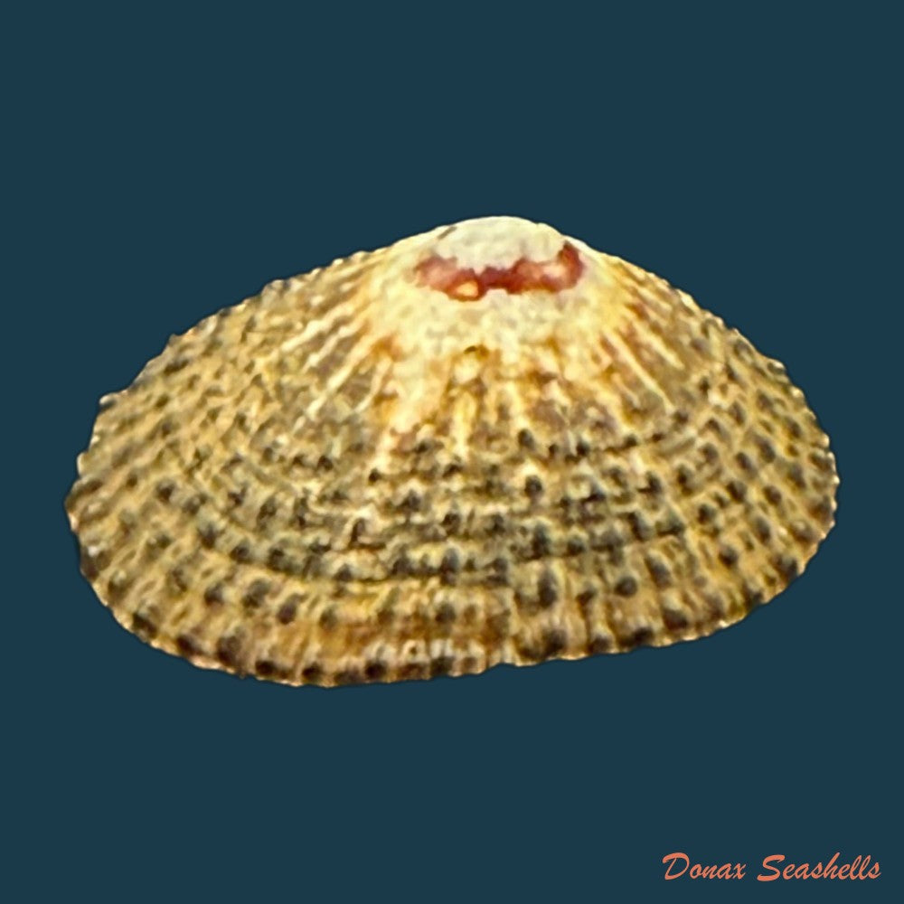 scutellastra-granularis-linnaeus-1758-20-9mm-copia