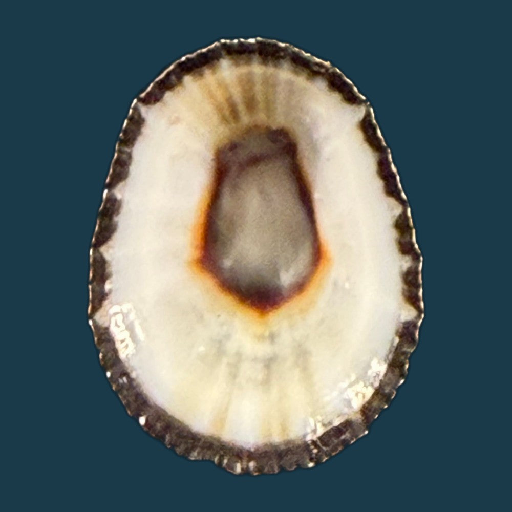 scutellastra-granularis-linnaeus-1758-20-9mm-copia