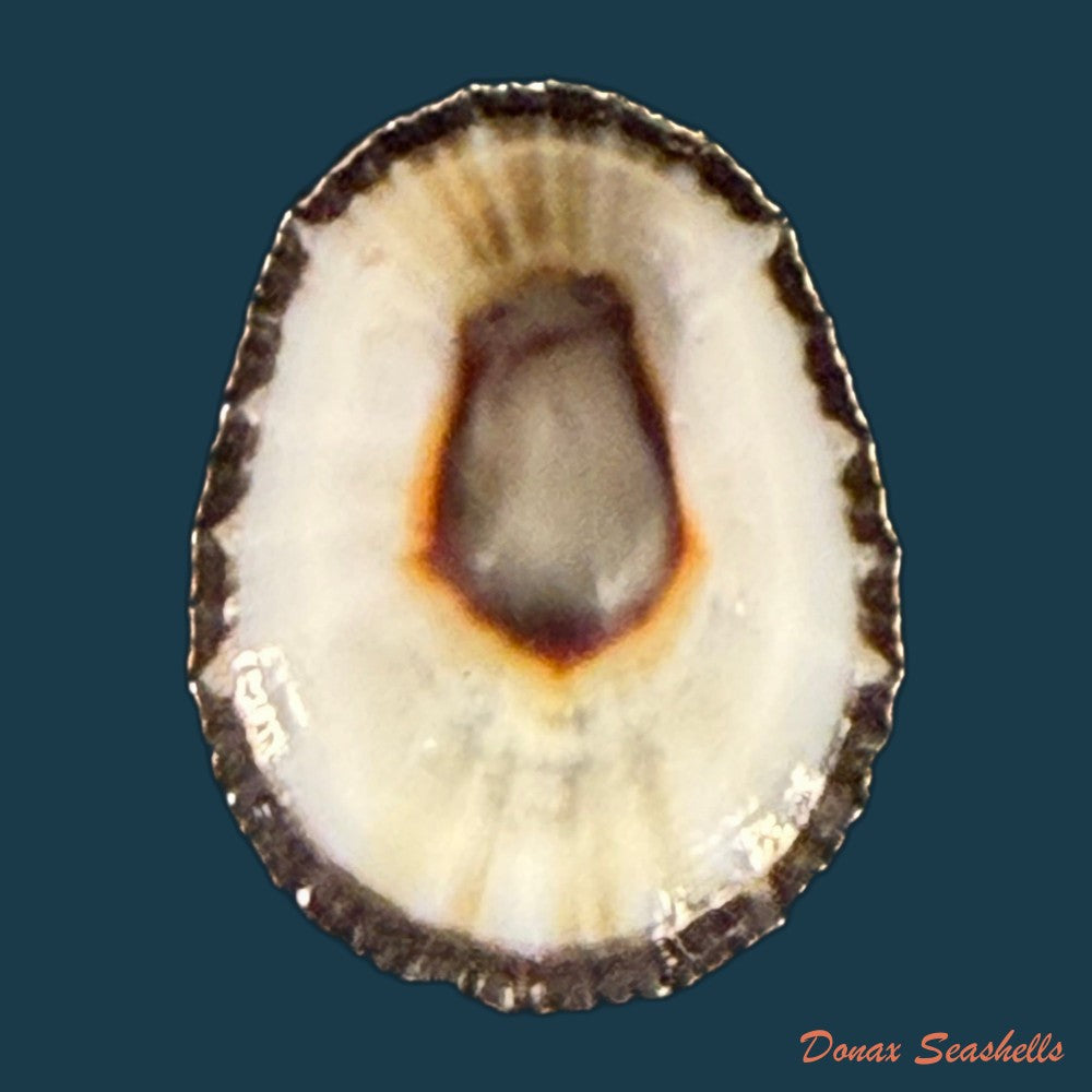 scutellastra-granularis-linnaeus-1758-20-9mm-copia