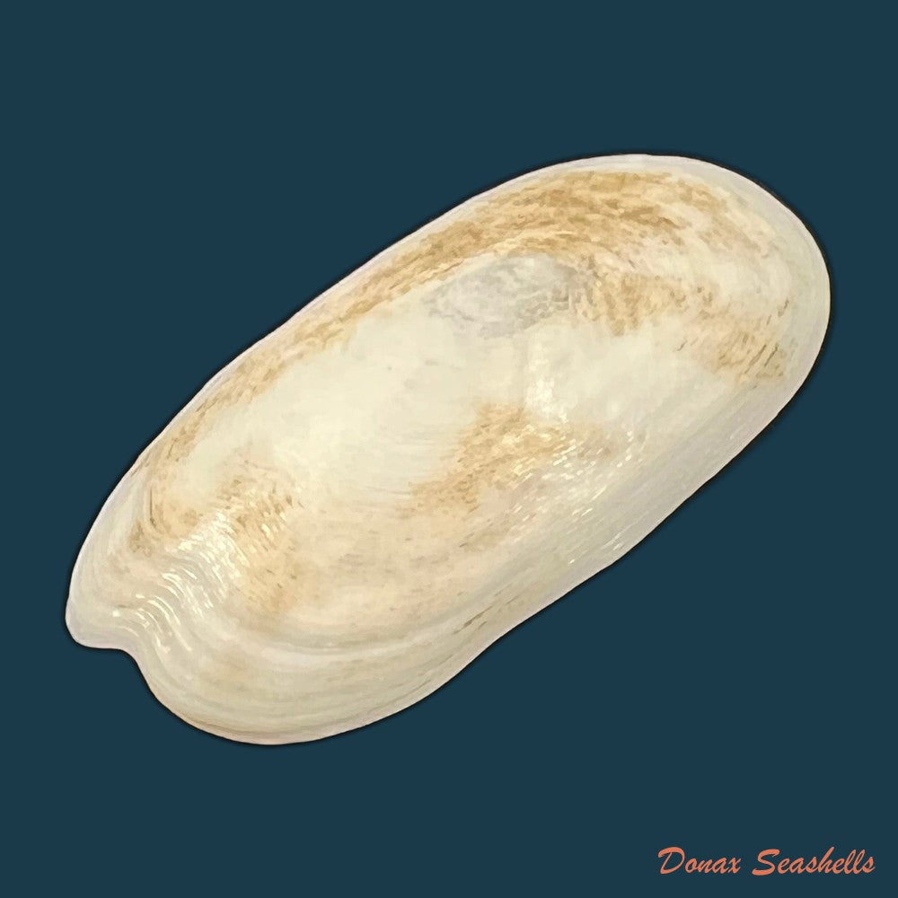 scutus-unguis-linnaeus-1758-53-2mm-copia