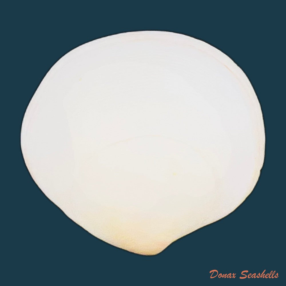 semele-proficua-pulteney-1799-32-5mm-copia
