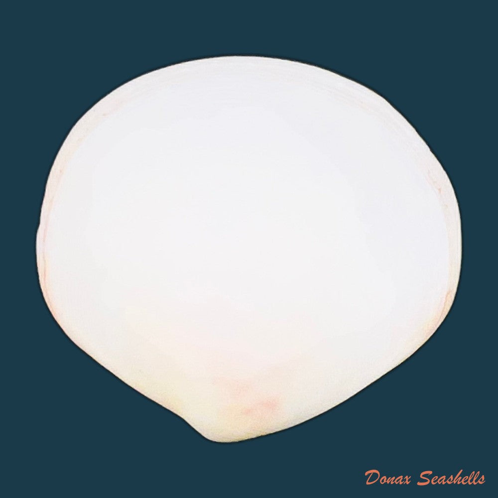 semele-proficua-pulteney-1799-36-8mm-copia