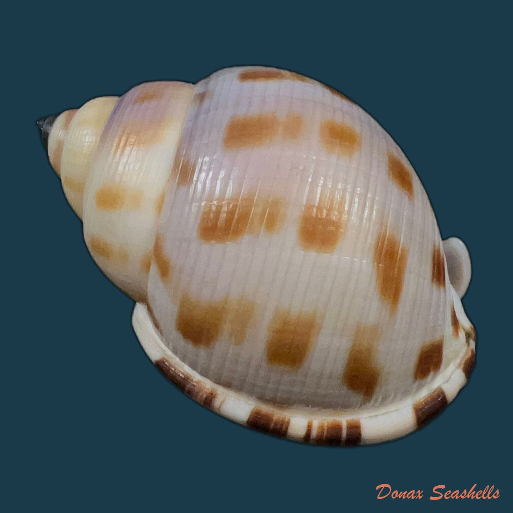 semicassis-bisulcata-schubert-j-a-wagner-1829-66-9mm-copia