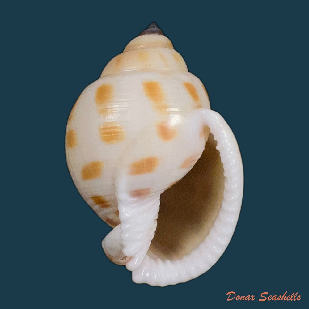 semicassis-bisulcata-schubert-j-a-wagner-1829-66-9mm-copia