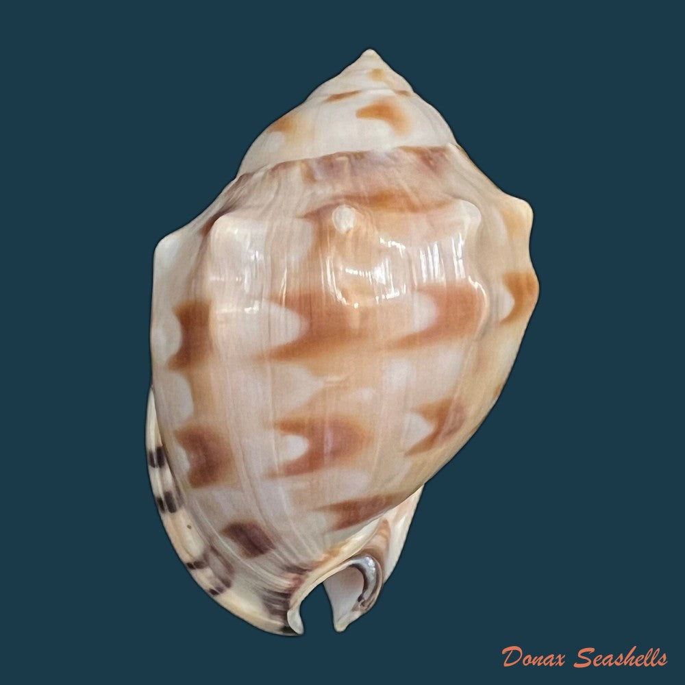 semicassis-iheringi-carcelles-1953-60-5mm-copia
