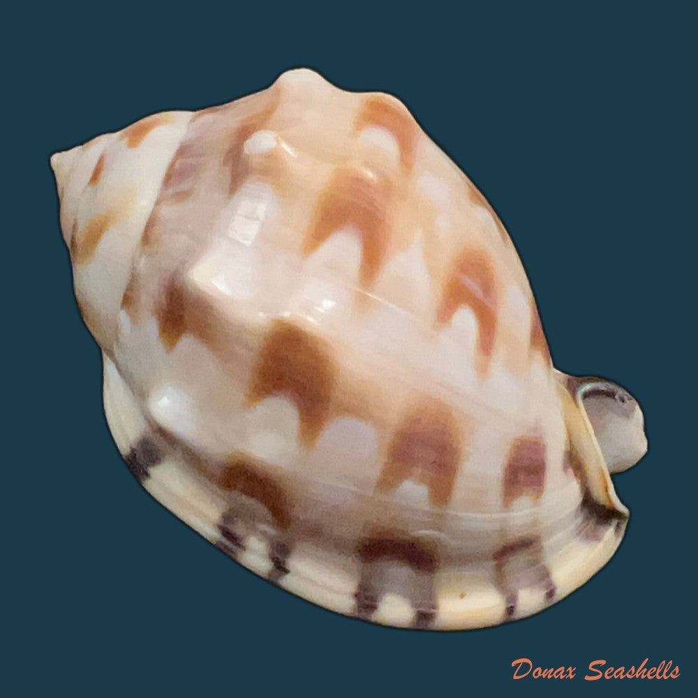 semicassis-iheringi-carcelles-1953-60-5mm-copia
