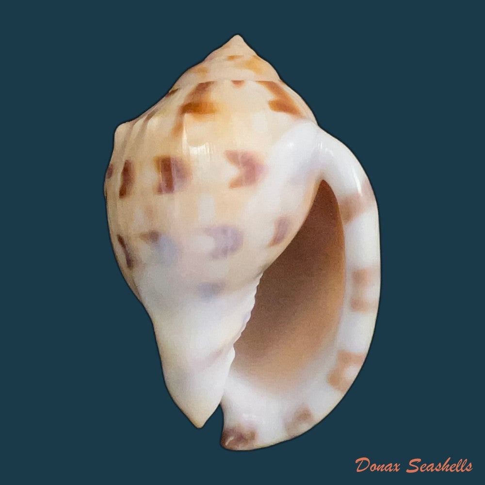 semicassis-iheringi-carcelles-1953-60-5mm-copia