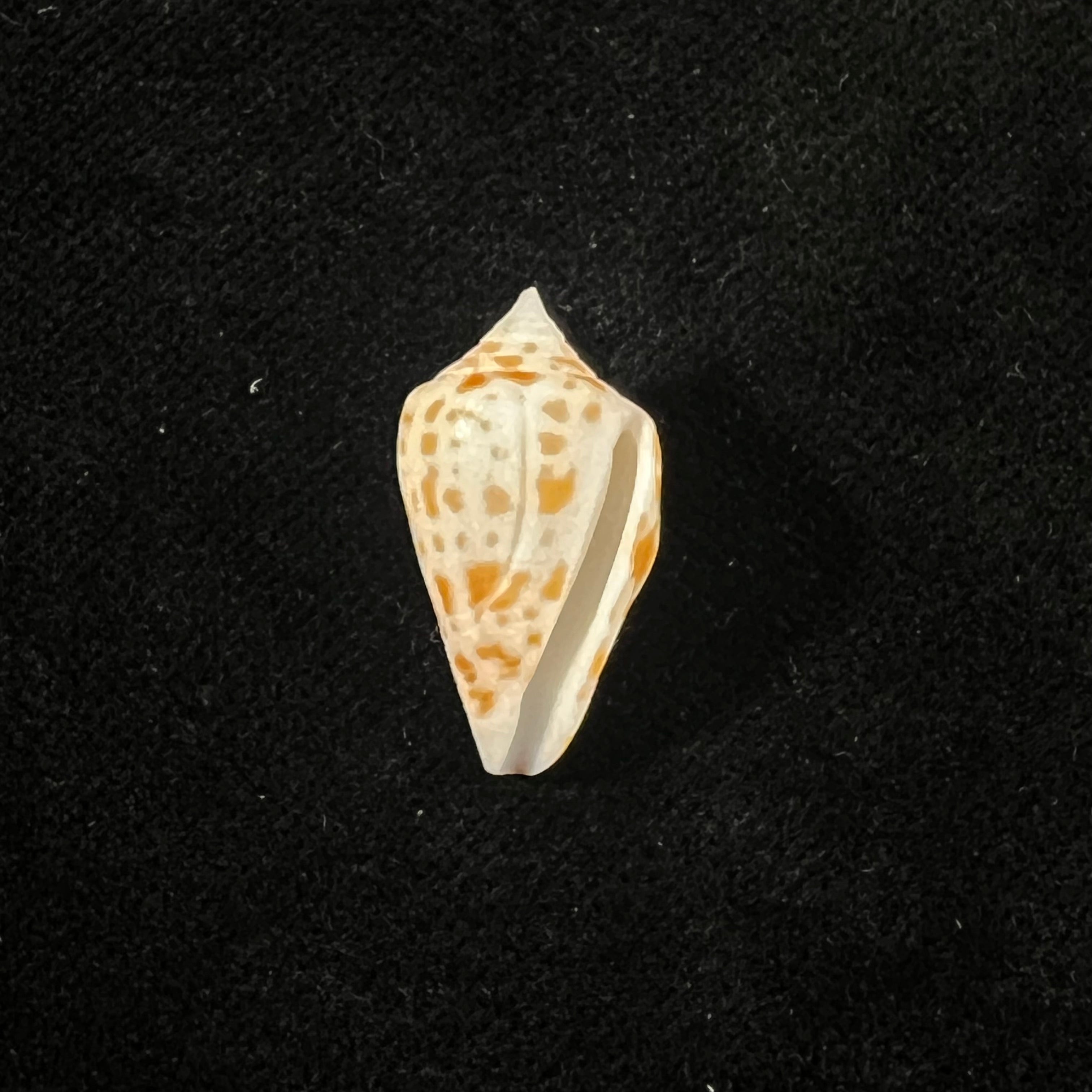 Conus aff sennottorum Rehder & Abbott, 1951 - 22,5mm