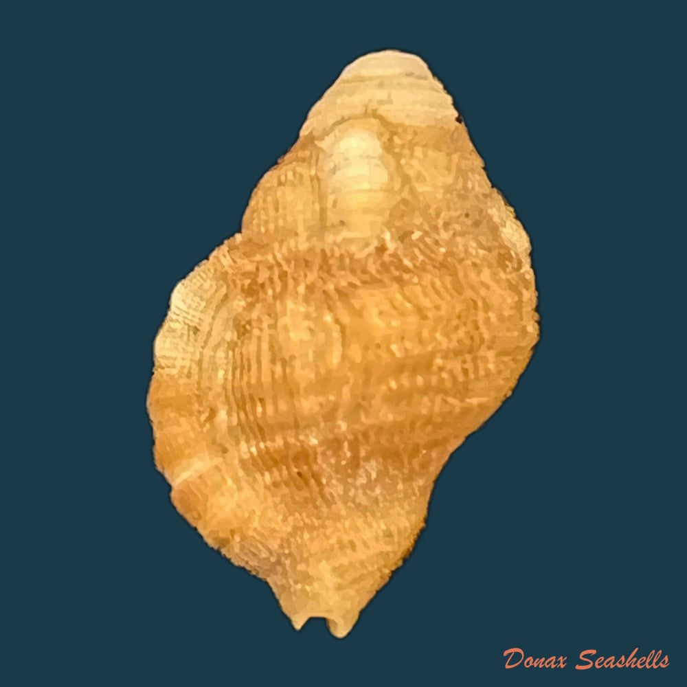 septa-occidentalis-morch-1877-18-8mm-copia
