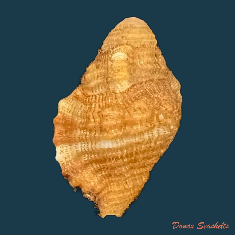 septa-occidentalis-morch-1877-21-1mm-copia