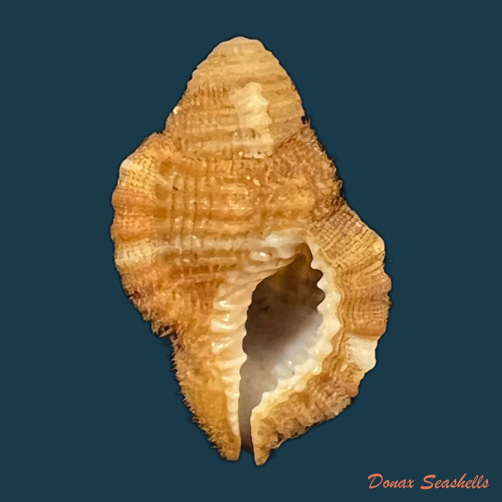 septa-occidentalis-morch-1877-21-1mm-copia