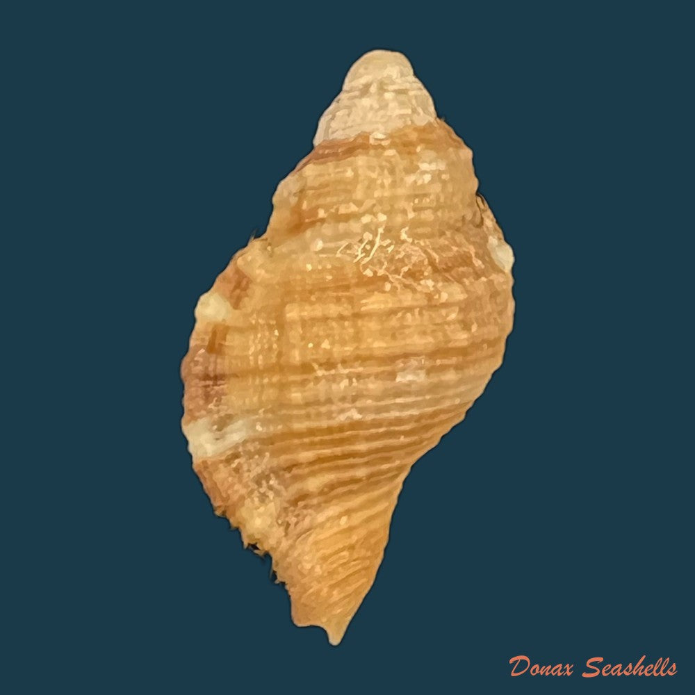 septa-occidentalis-morch-1877-21-3mm-copia