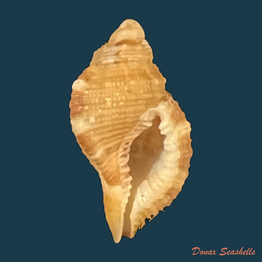 septa-occidentalis-morch-1877-21-3mm-copia