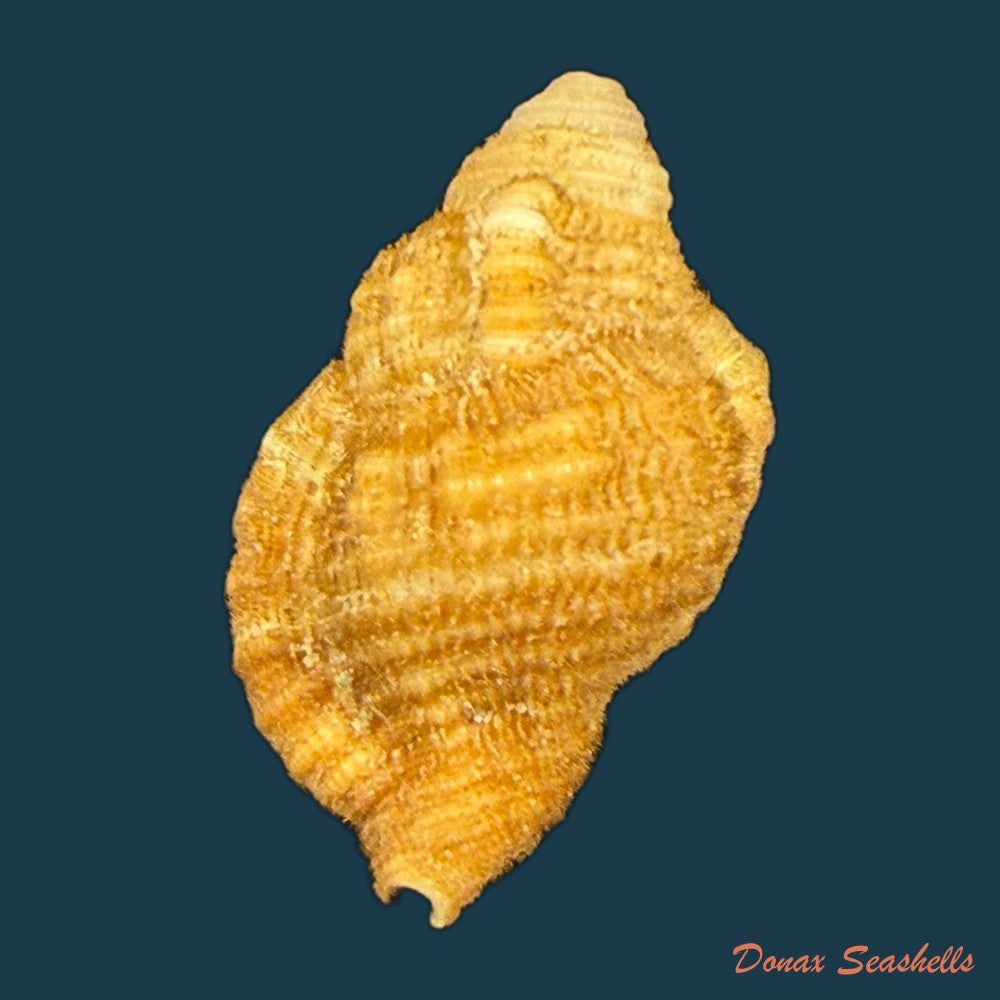 septa-occidentalis-morch-1877-24-1mm-copia-1