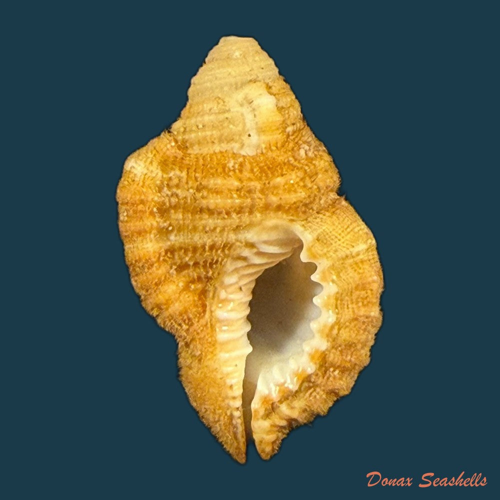 septa-occidentalis-morch-1877-24-1mm-copia-1