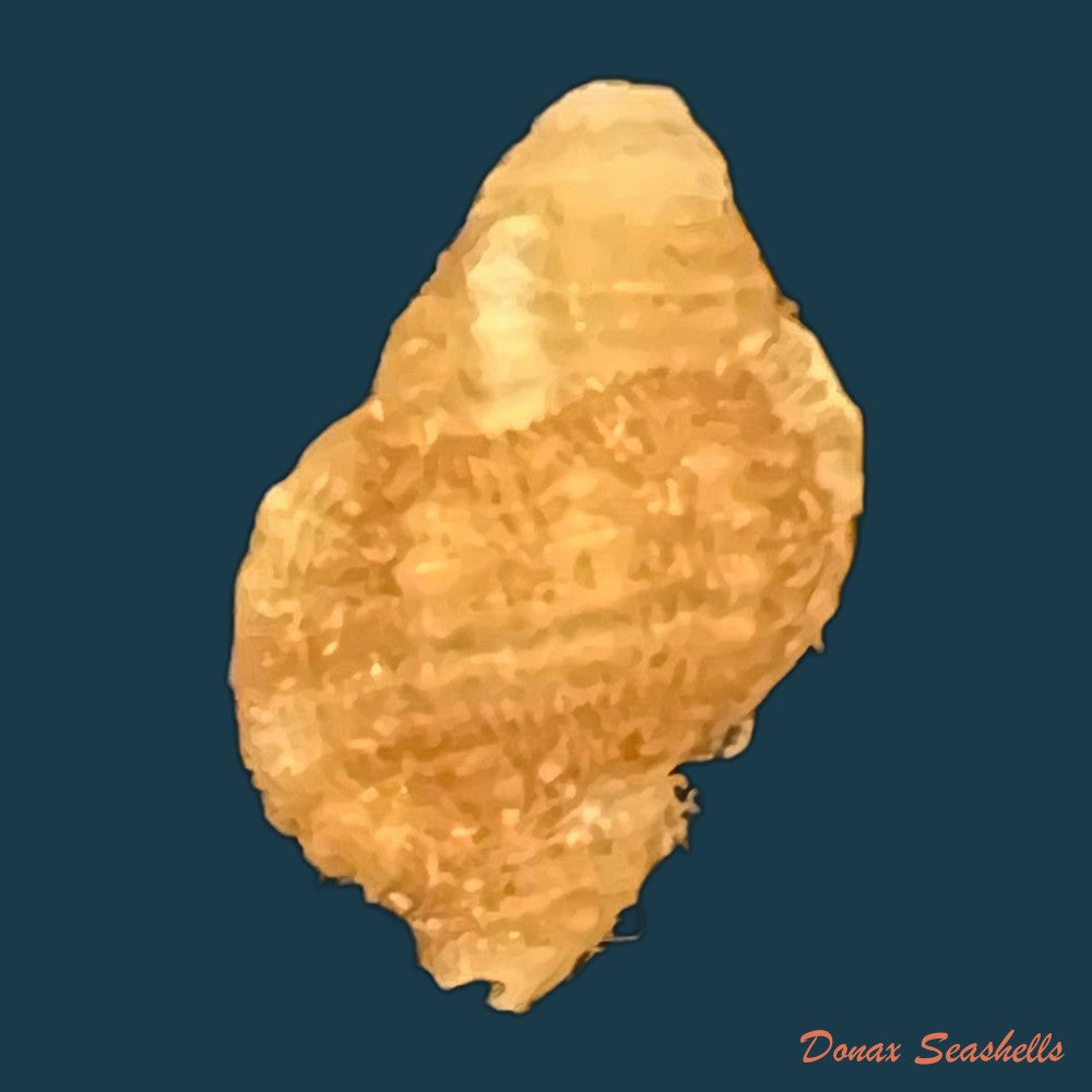 septa-occidentalis-morch-1877-24-1mm-copia