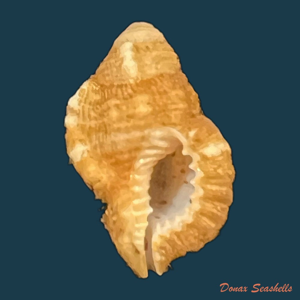 septa-occidentalis-morch-1877-24-1mm-copia