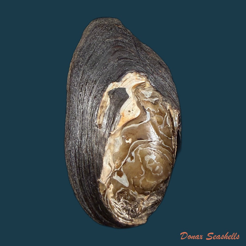 sinanodonta-woodiana-i-lea-1834-62-6mm-copia