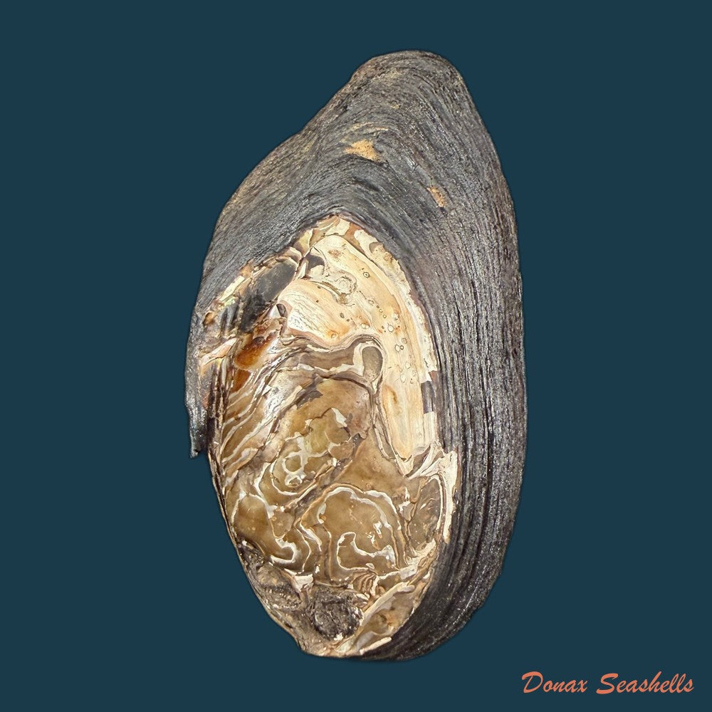 sinanodonta-woodiana-i-lea-1834-62-6mm-copia