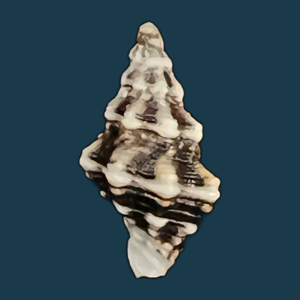 sinistralia-gallagheri-smythe-chatfield-1981-15-4mm-copia