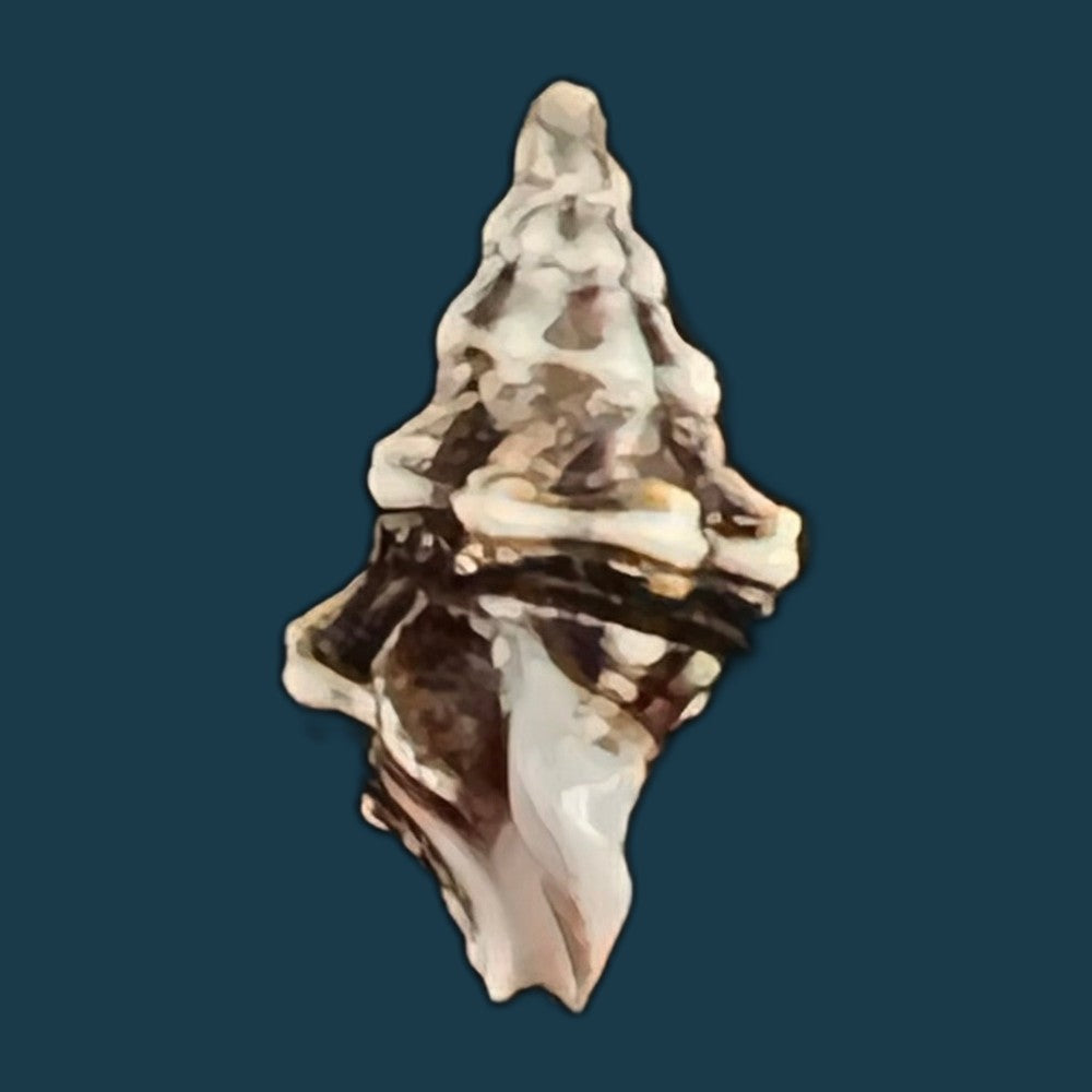 sinistralia-gallagheri-smythe-chatfield-1981-15-4mm-copia