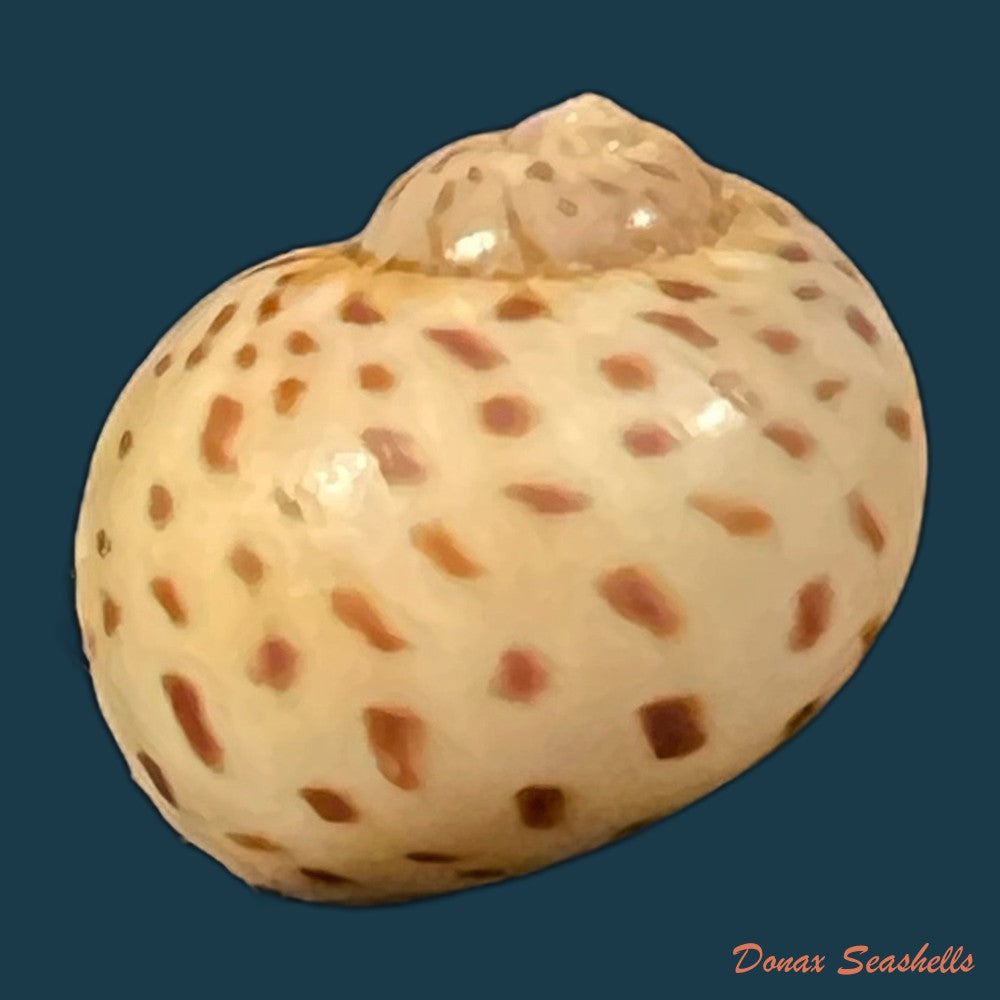 sinum-concavum-lamarck-1822-32-9mm-copia