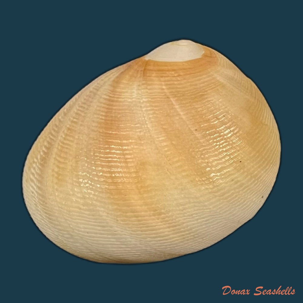 sinum-concavum-lamarck-1822-33-1mm-copia
