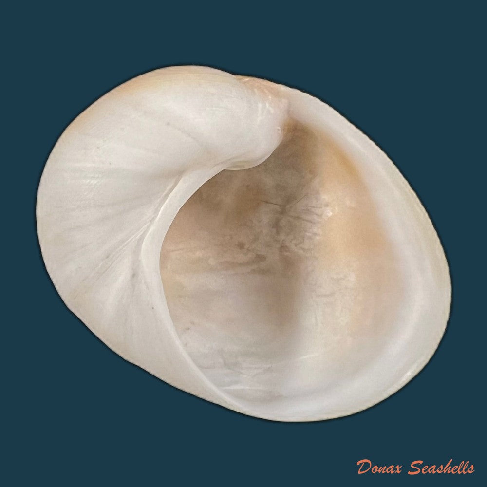 sinum-concavum-lamarck-1822-33-1mm-copia