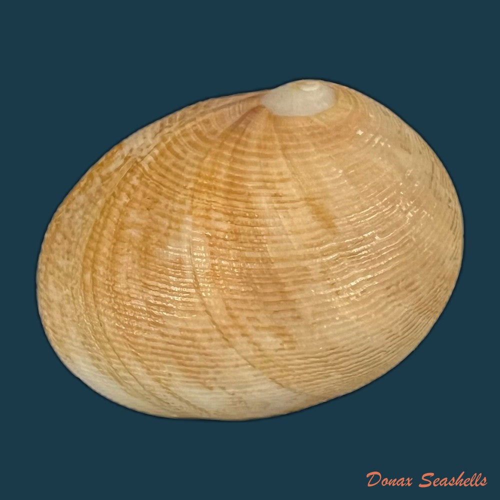 sinum-grayi-deshayes-1843-37-4mm-copia
