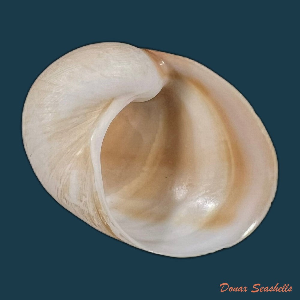sinum-grayi-deshayes-1843-37-4mm-copia
