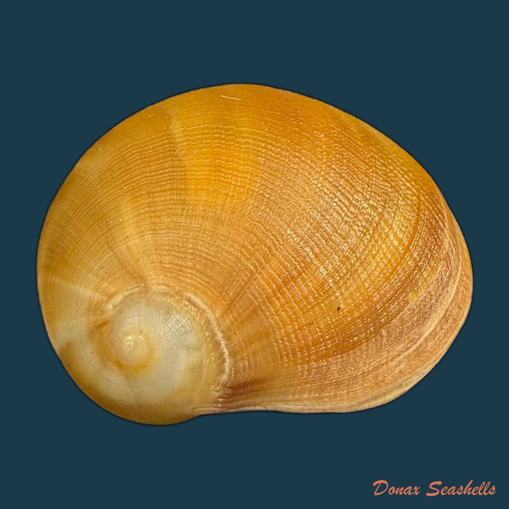 sinum-maculatum-say-1831-24mm-copia